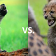 Illustration for article titled O-Deck January Madness: Felids vs. Canids!